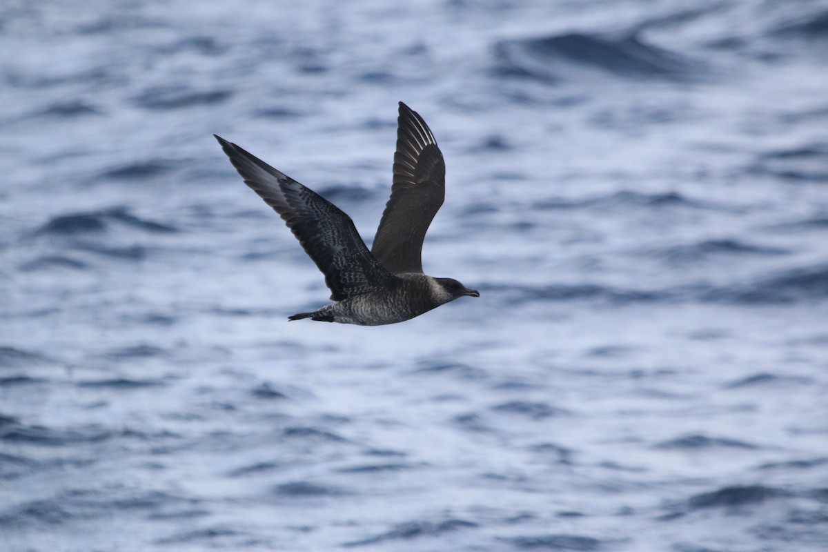 Pomarine Jaeger - ML616834171