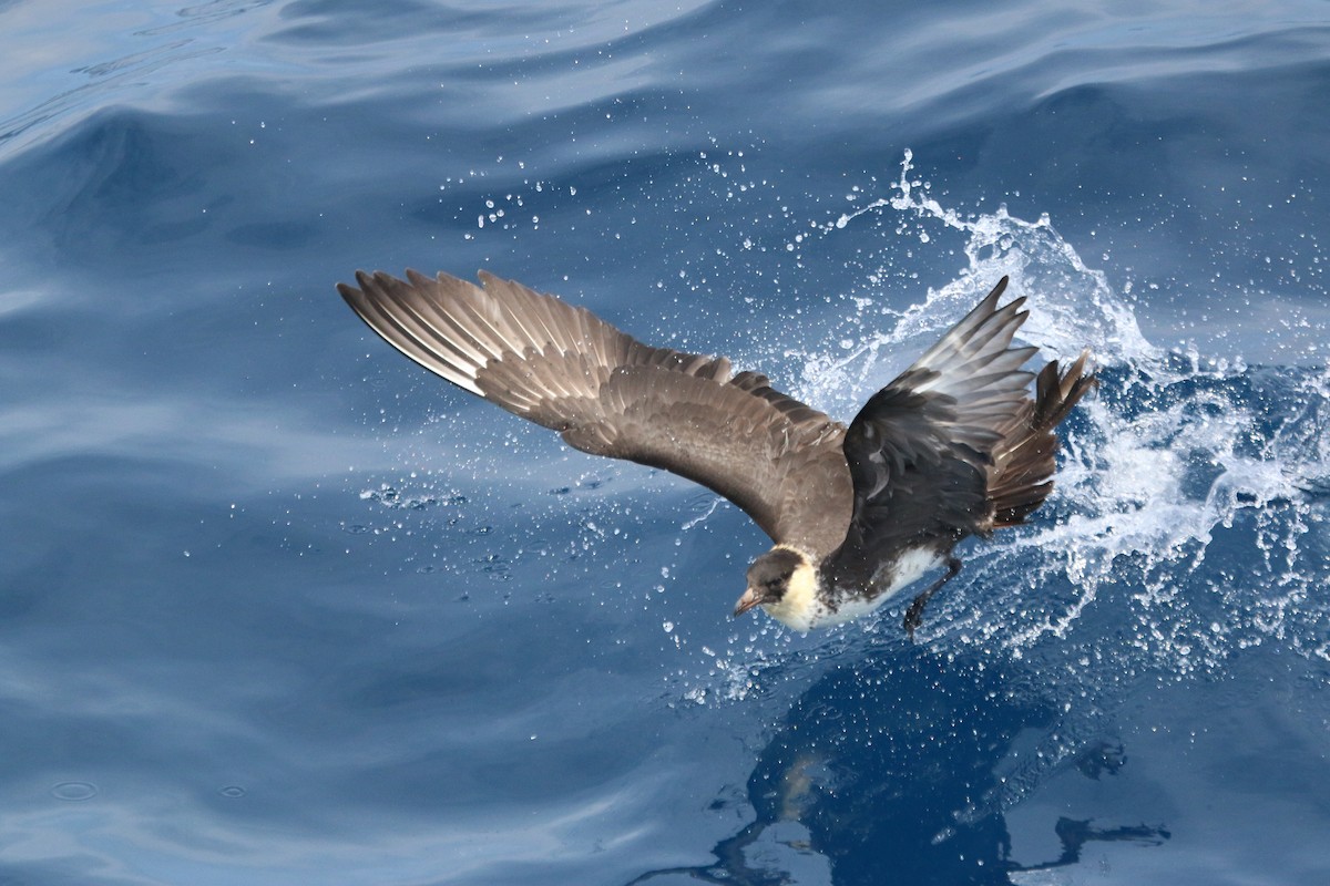 Pomarine Jaeger - ML616834172