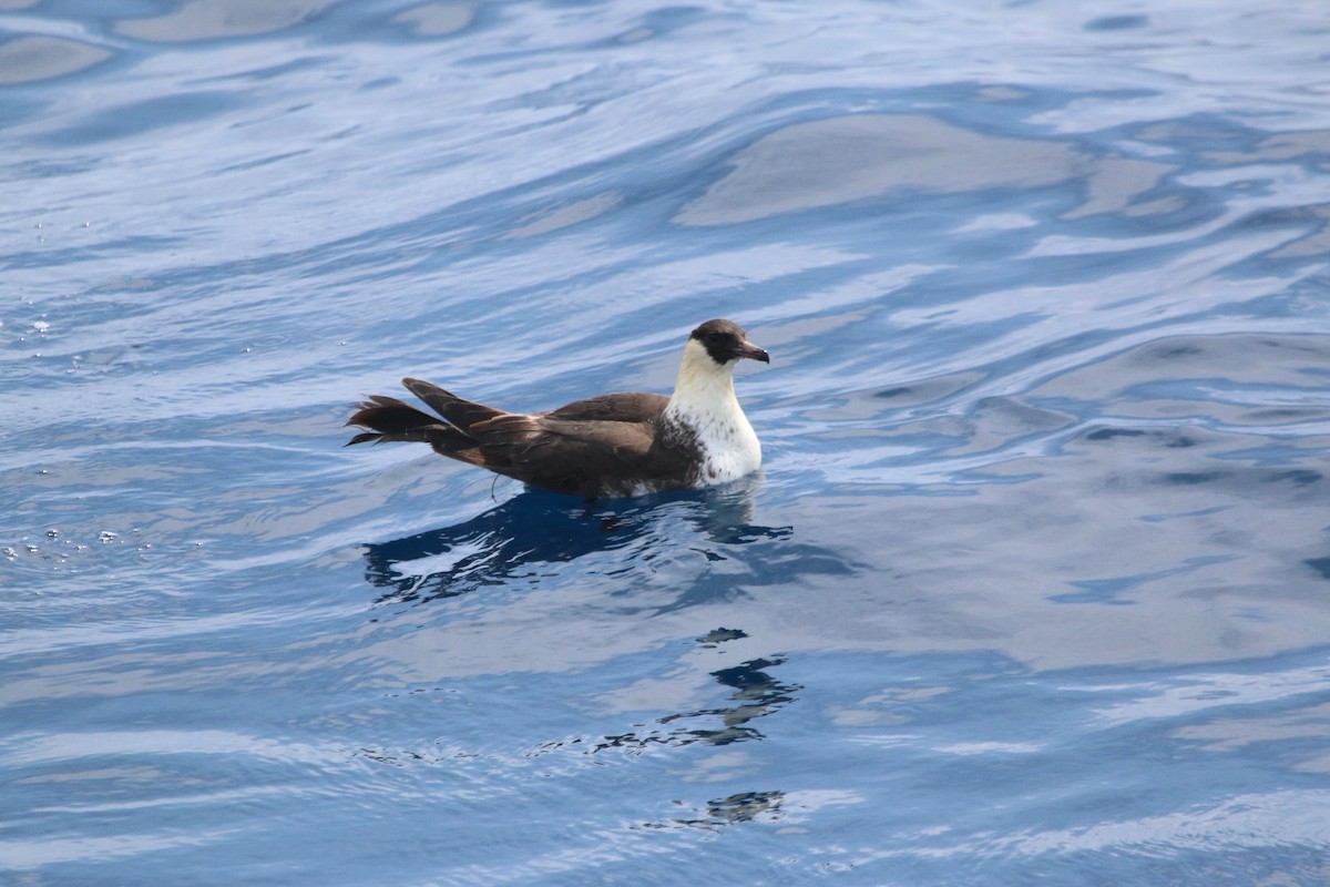 Pomarine Jaeger - ML616834173