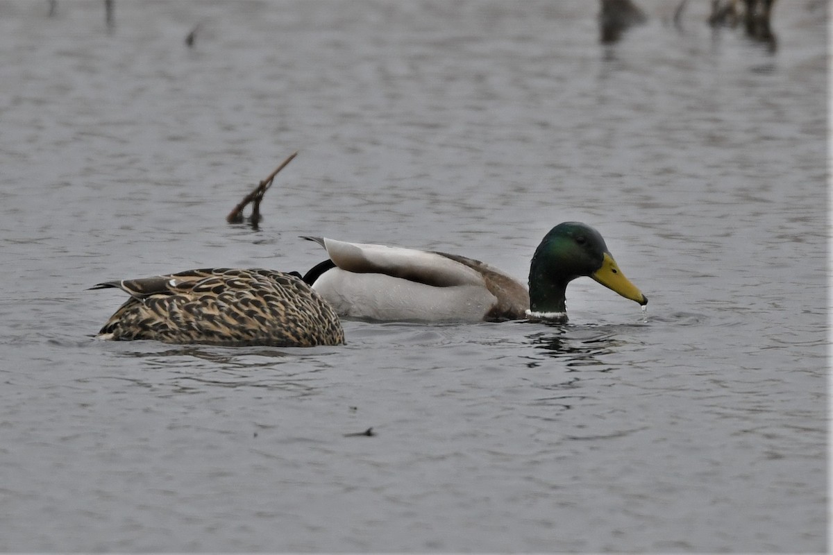 Mallard - Mark Miller