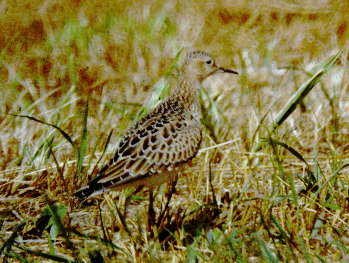 Buff-breasted Sandpiper - ML616834175