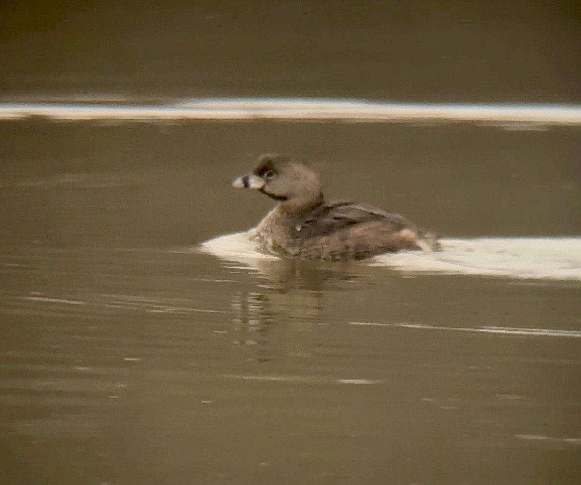 Pied-billed Grebe - ML616834189