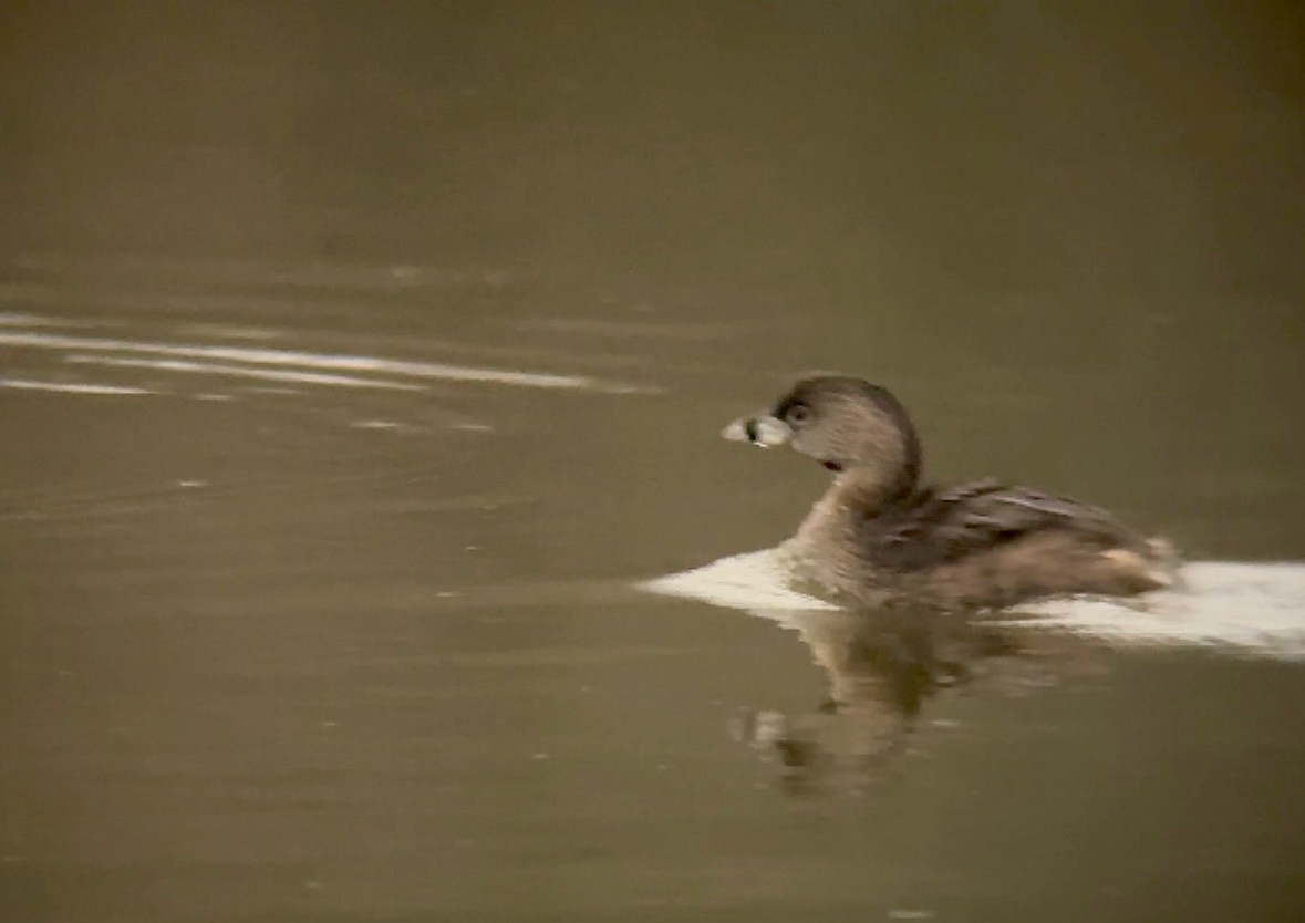 Pied-billed Grebe - ML616834190