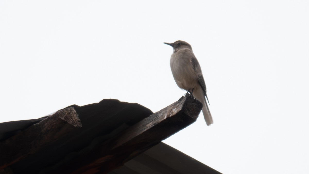 Black-billed Shrike-Tyrant - ML616834193