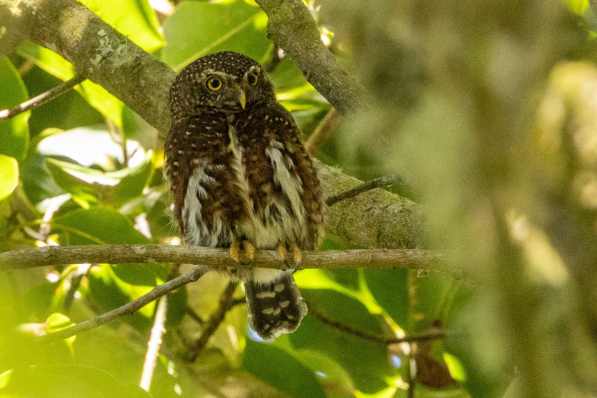 Costa-Rica-Zwergkauz - ML616834195