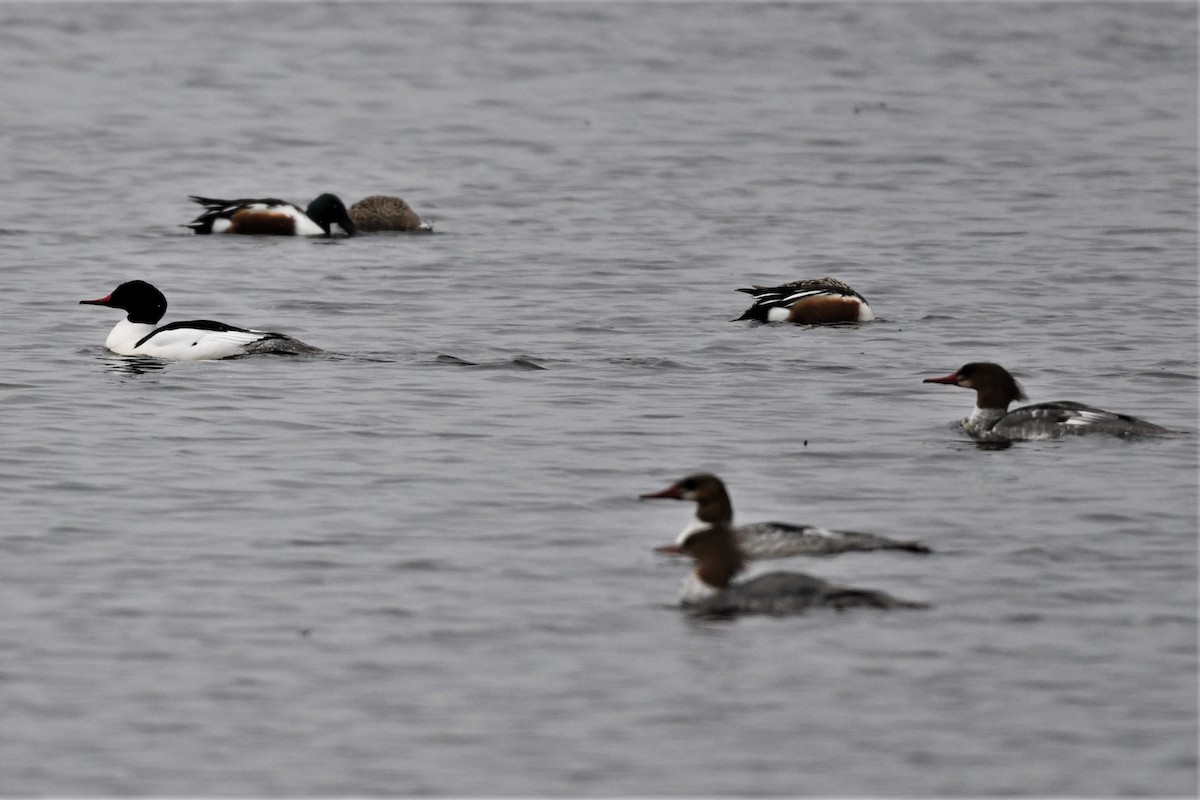 Common Merganser - ML616834213