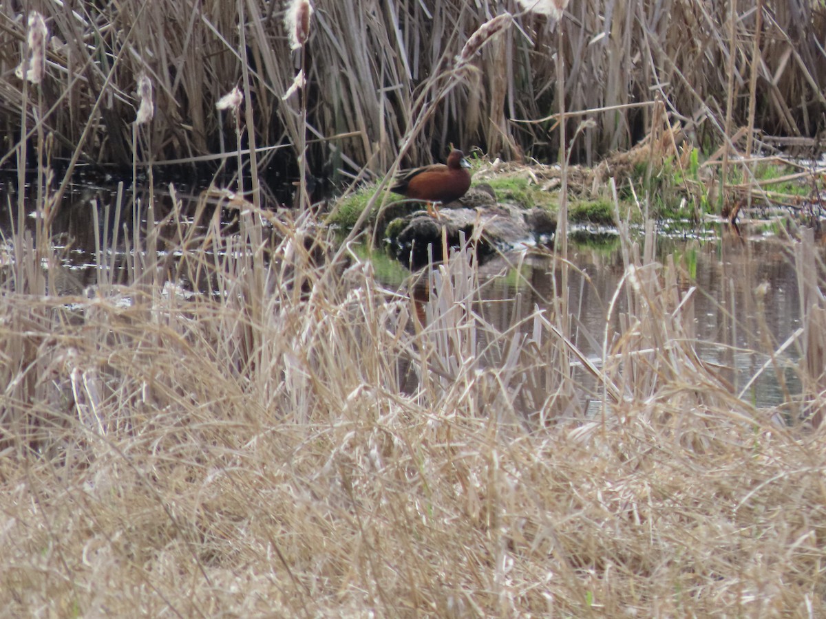 Cinnamon Teal - Cordia Sammeth