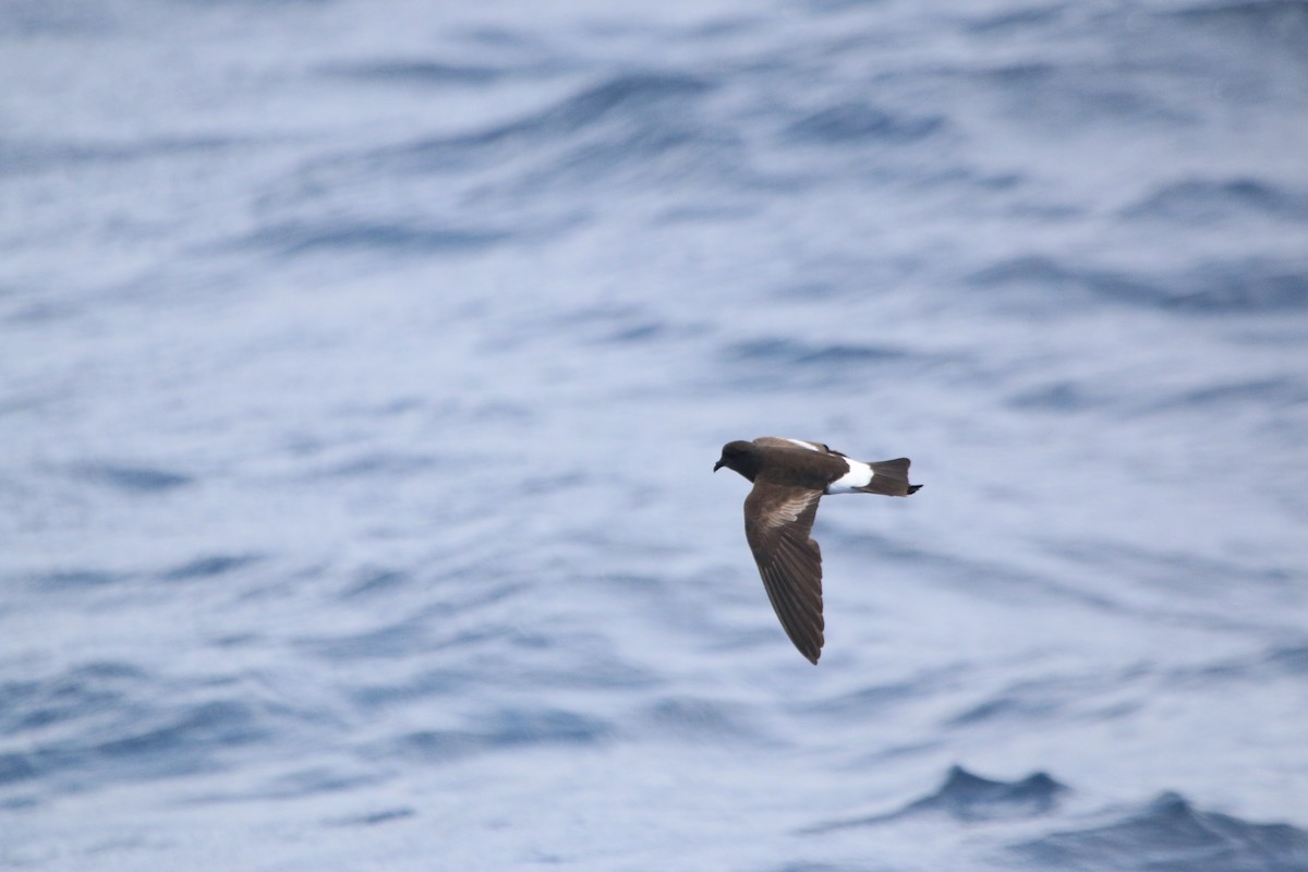 Wilson's Storm-Petrel - ML616834241