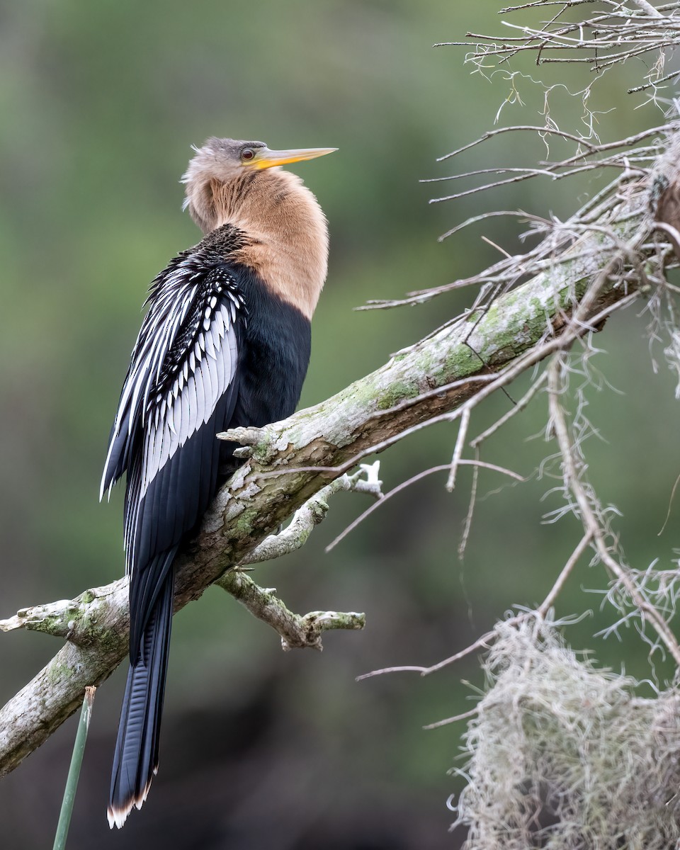 Anhinga d'Amérique - ML616834244