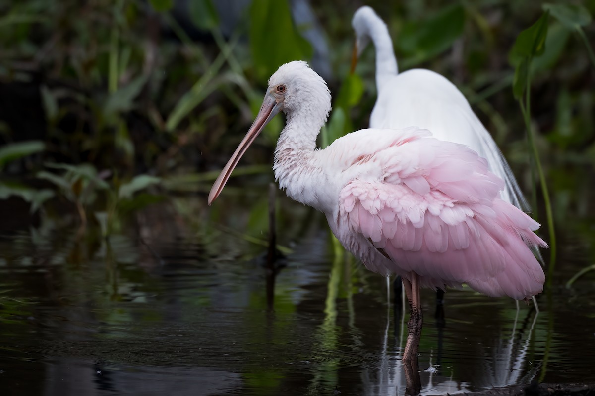 Roseate Spoonbill - N KC