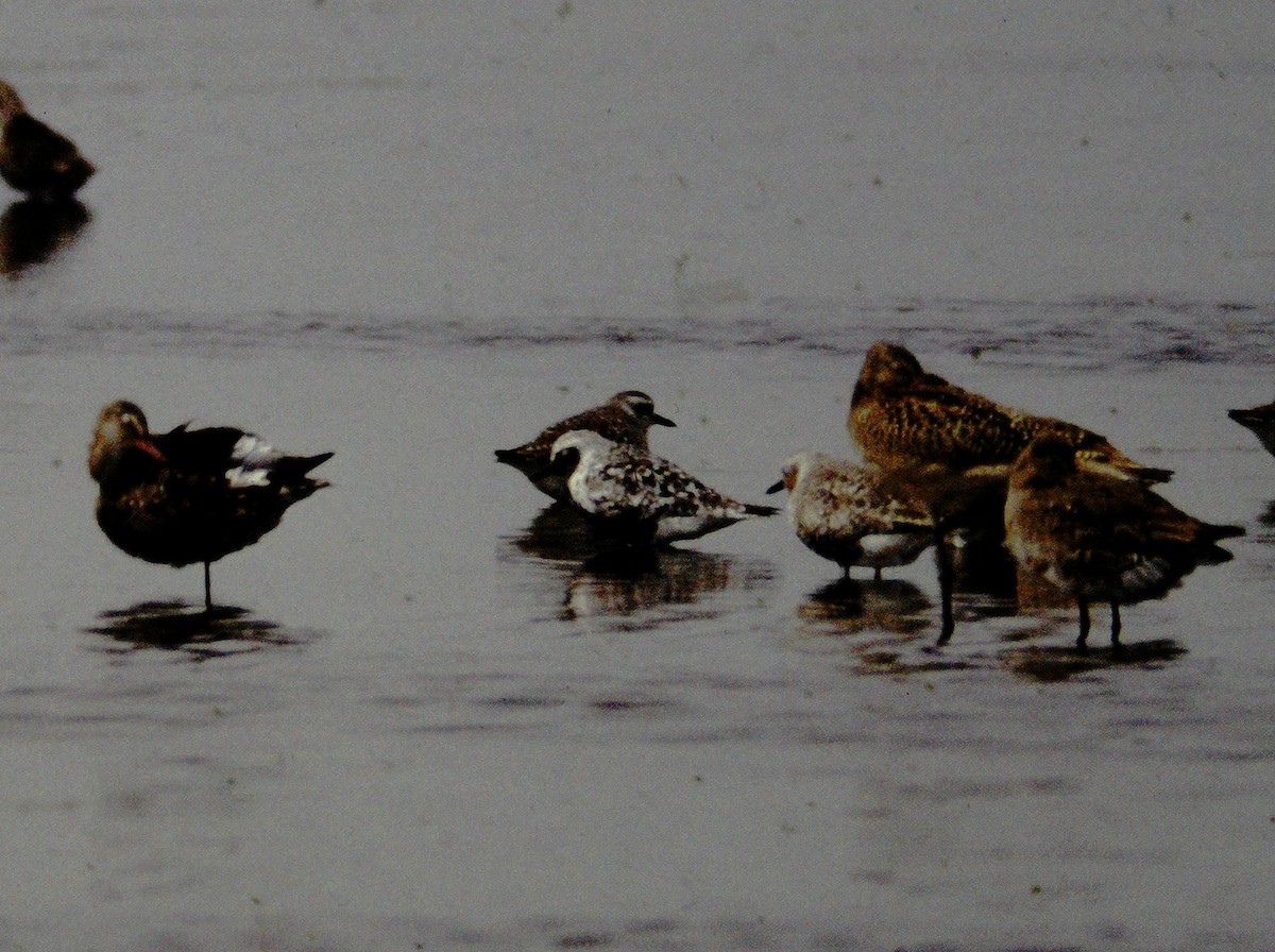 Hudsonian Godwit - ML616834261