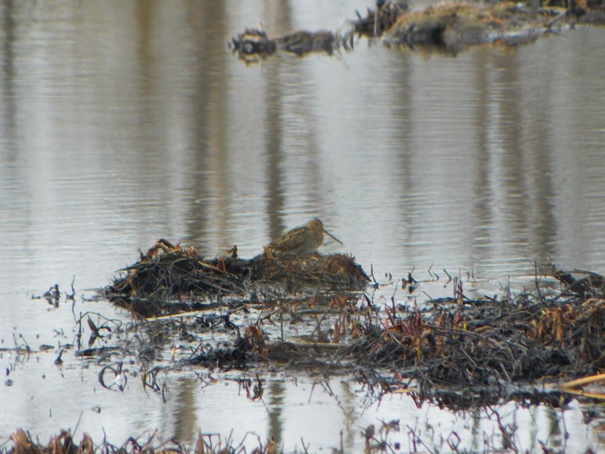 Wilson's Snipe - ML616834303