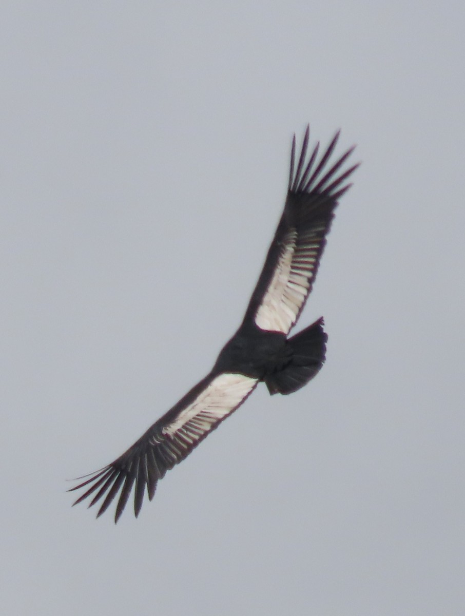 Andean Condor - ML616834335