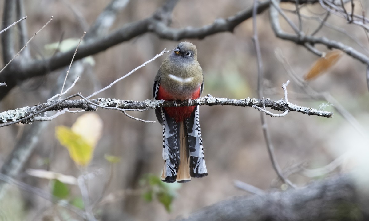 Mountain Trogon - Heather Wolf