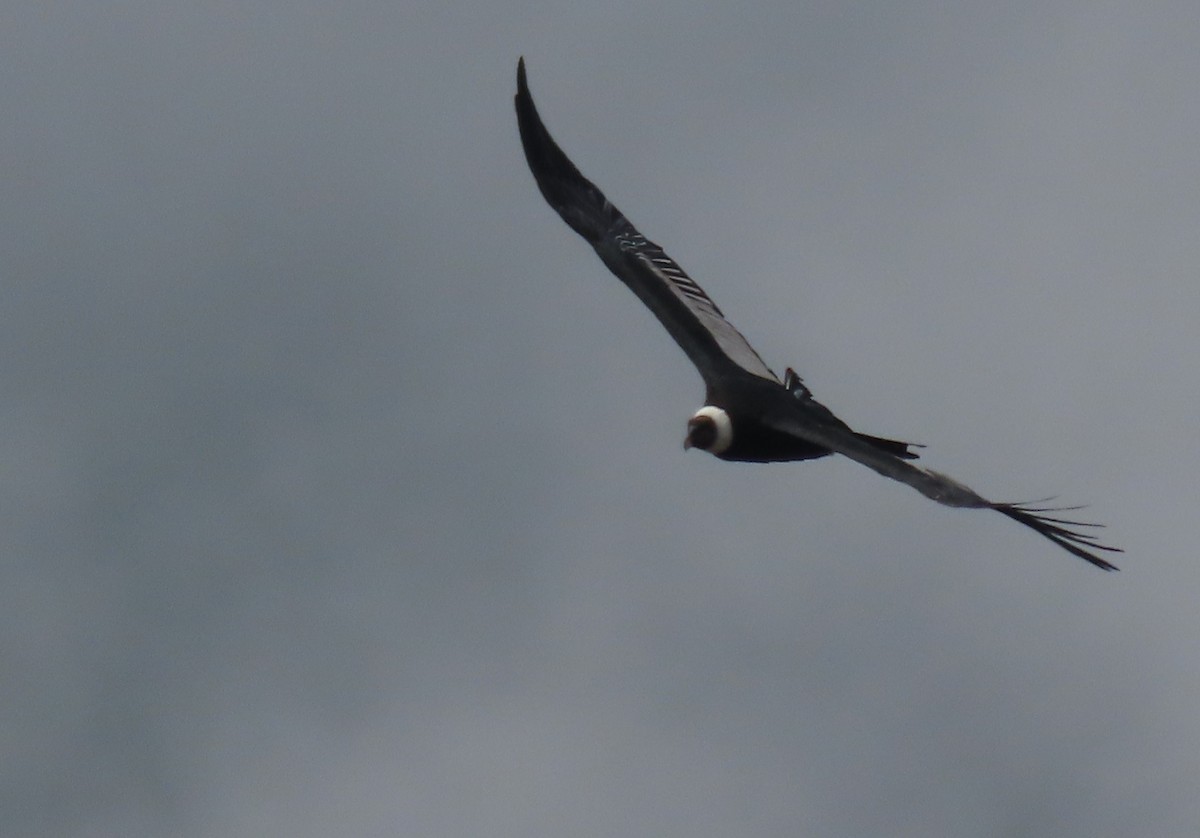 Andean Condor - ML616834393