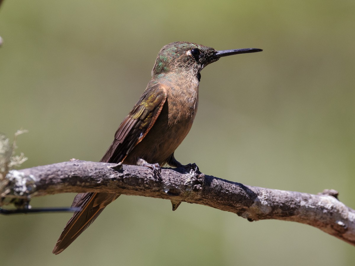 kolibřík hnědobřichý - ML616834416