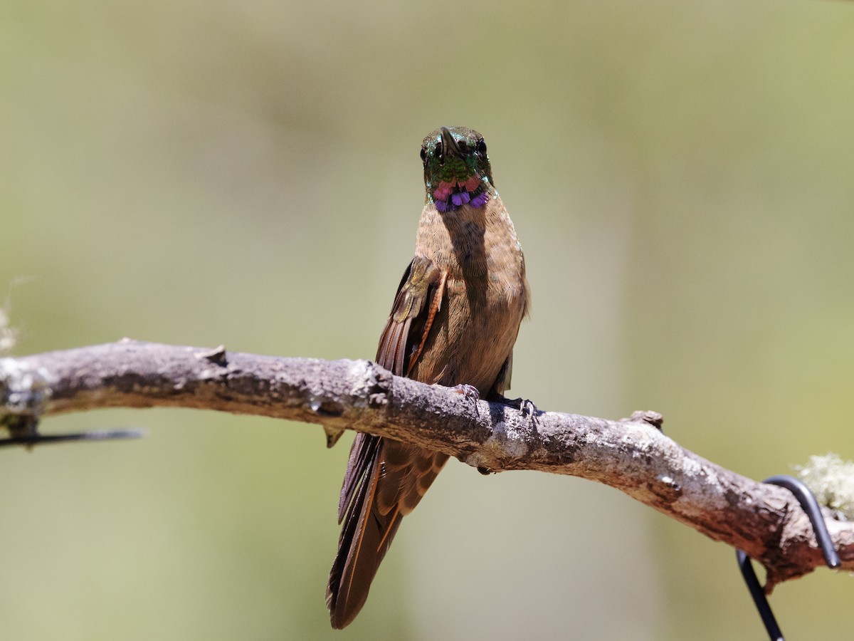 kolibřík hnědobřichý - ML616834418