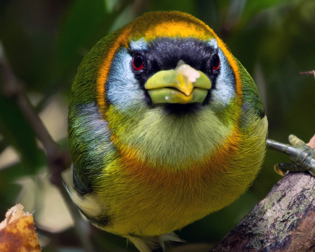 Red-headed Barbet - ML616834436