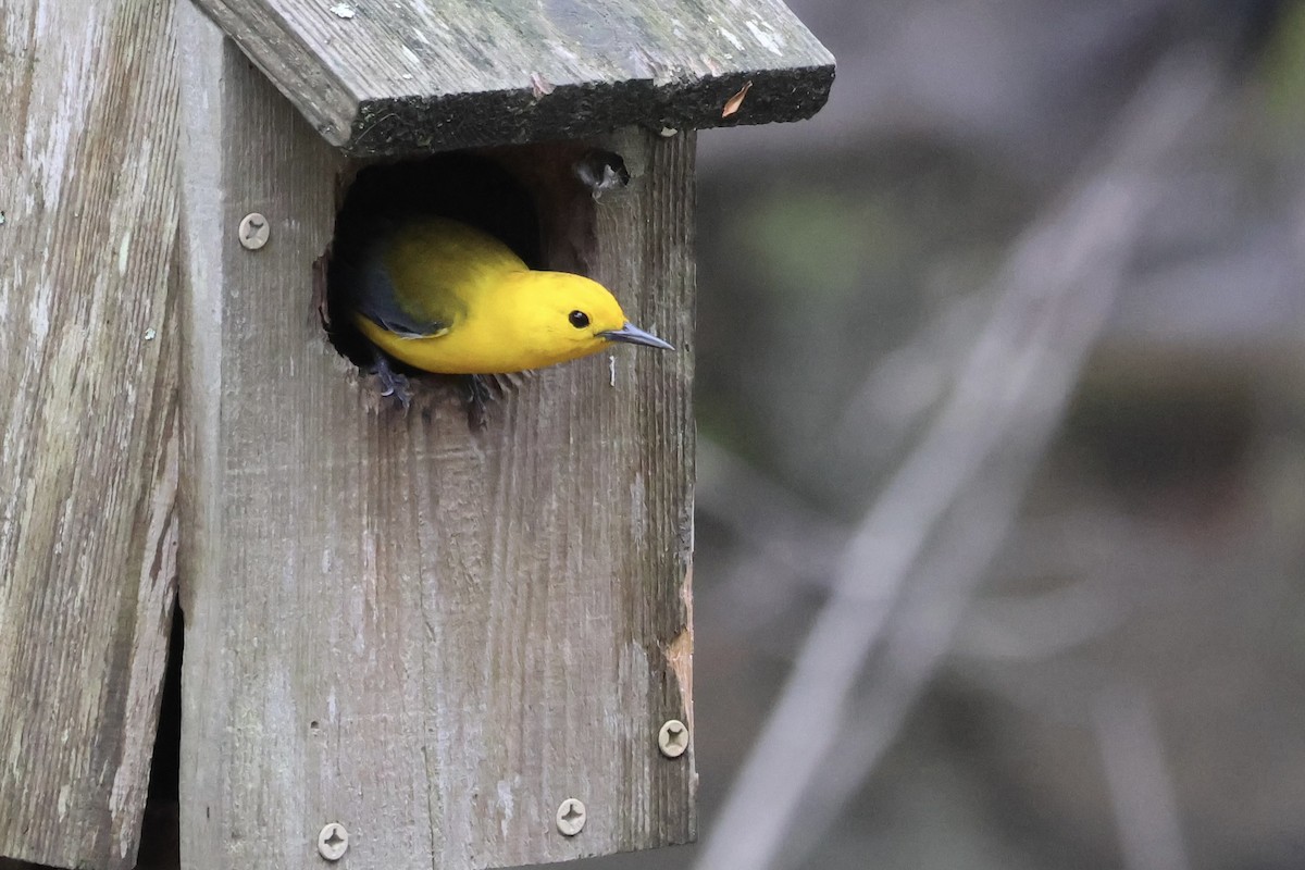 Prothonotary Warbler - Adrian Hall