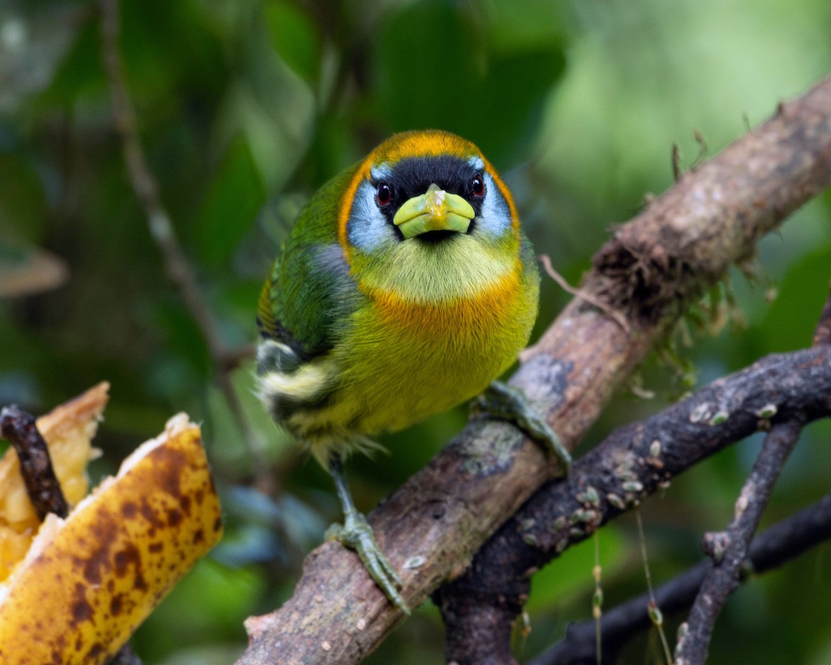 Red-headed Barbet - ML616834439