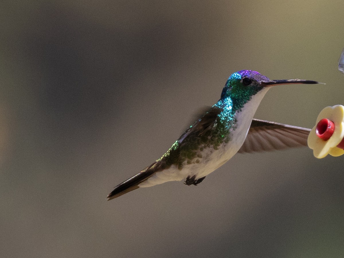 Andean Emerald - ML616834440