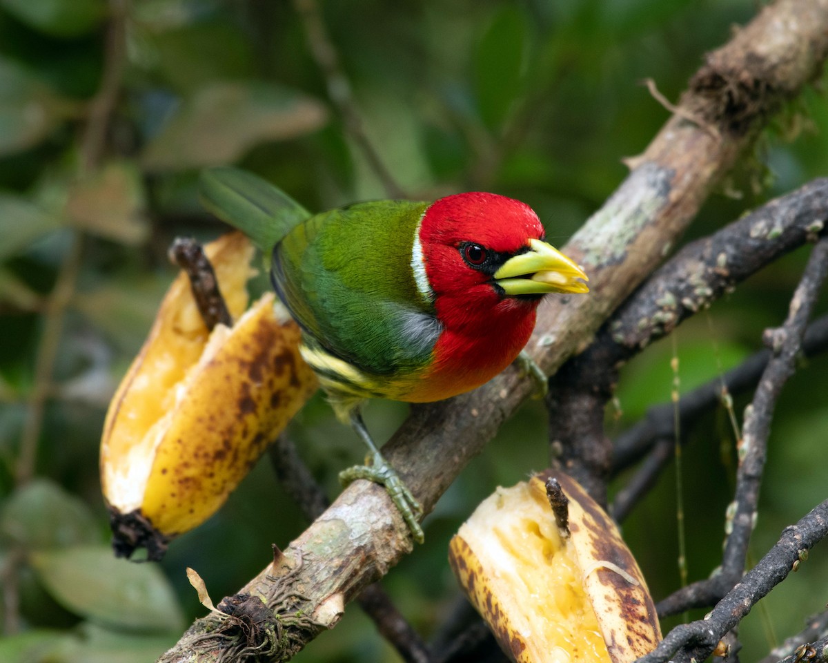 Red-headed Barbet - ML616834441