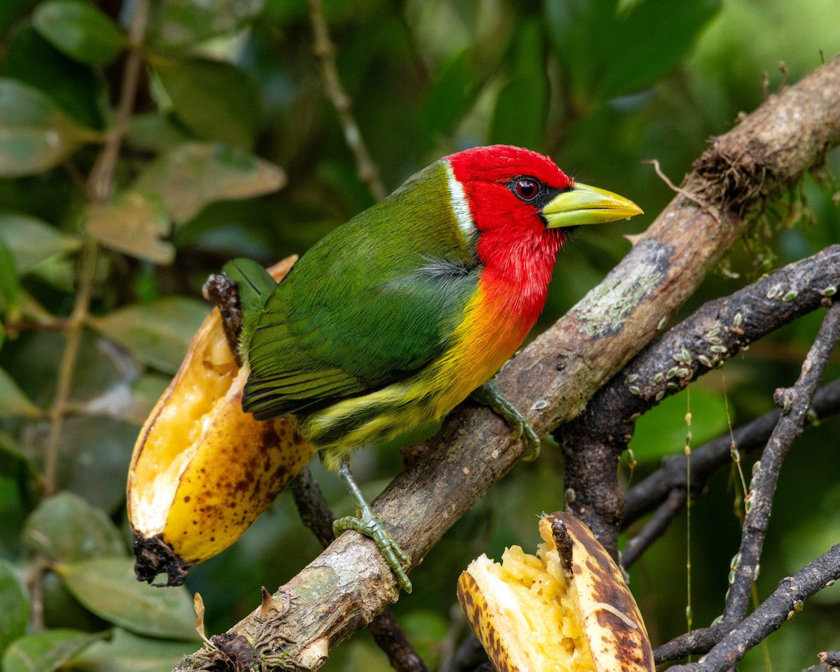 Red-headed Barbet - ML616834443