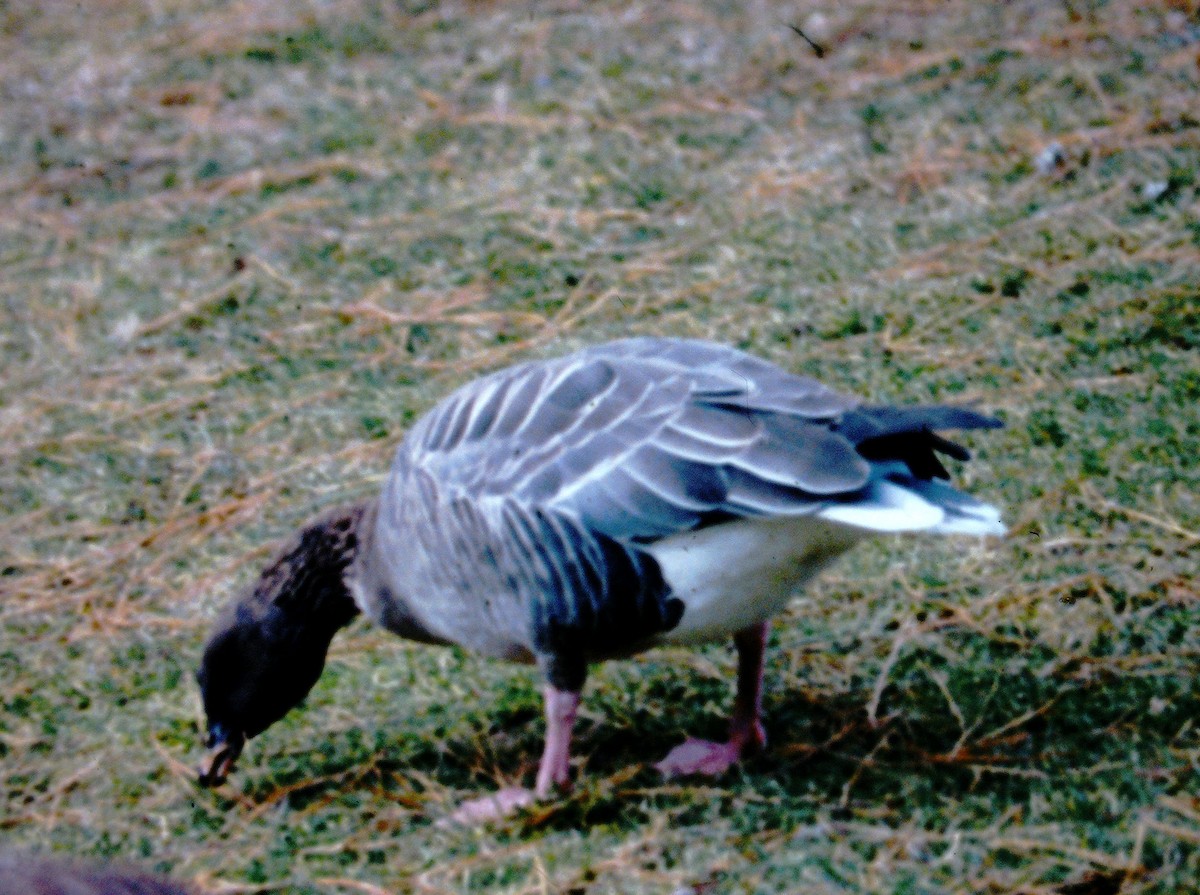 Pink-footed Goose - ML616834451
