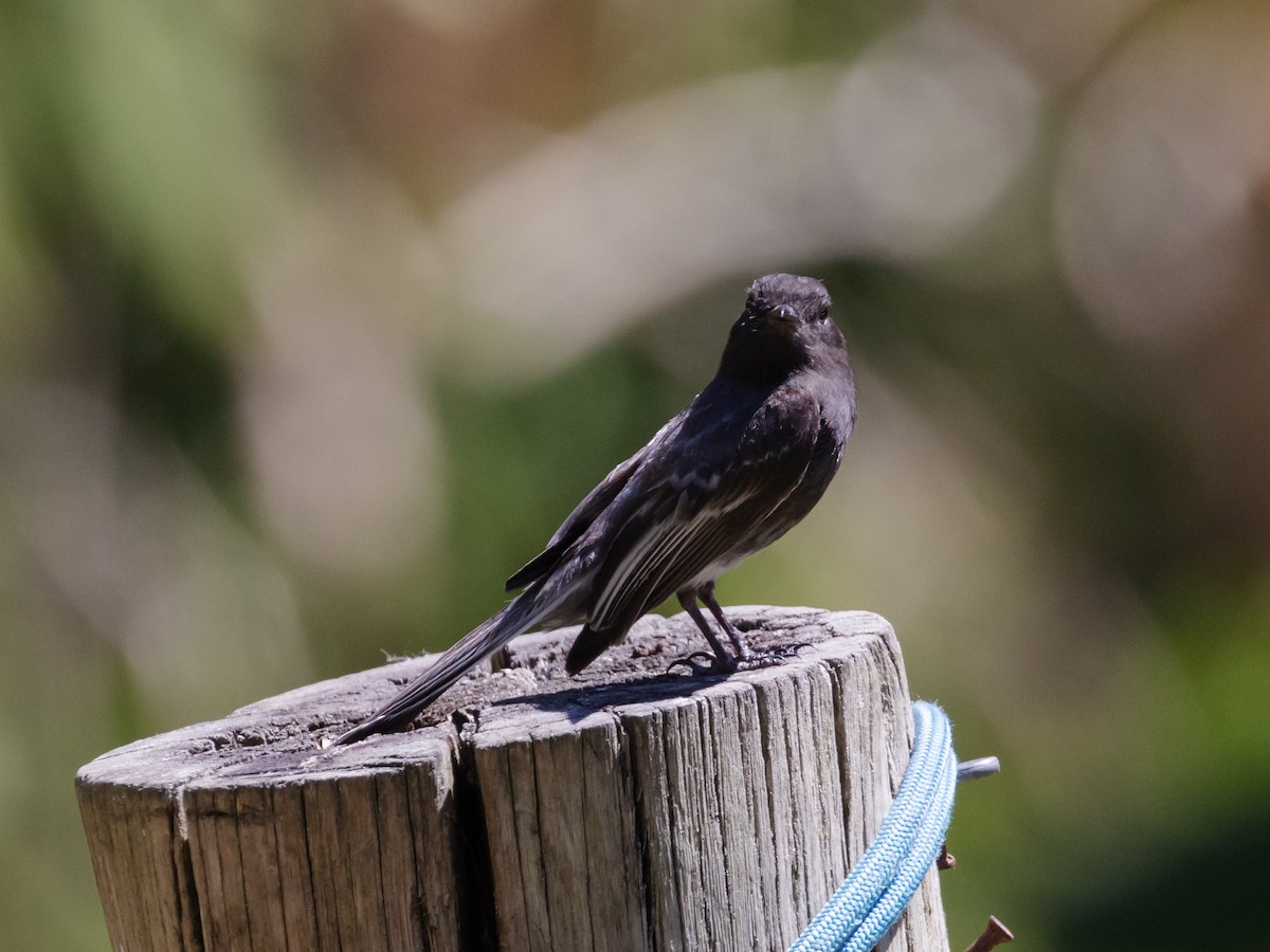 Black Phoebe - David and Judy Smith