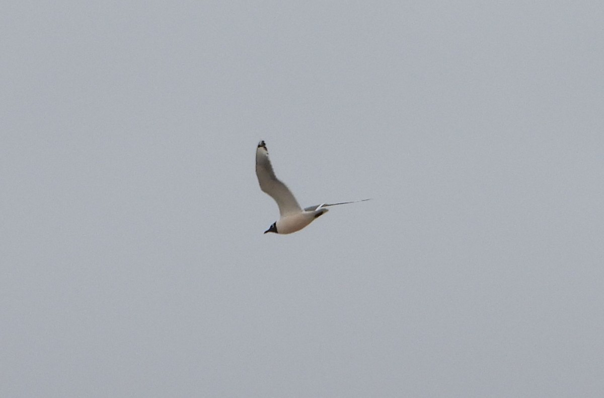 Franklin's Gull - Valentina Roumi