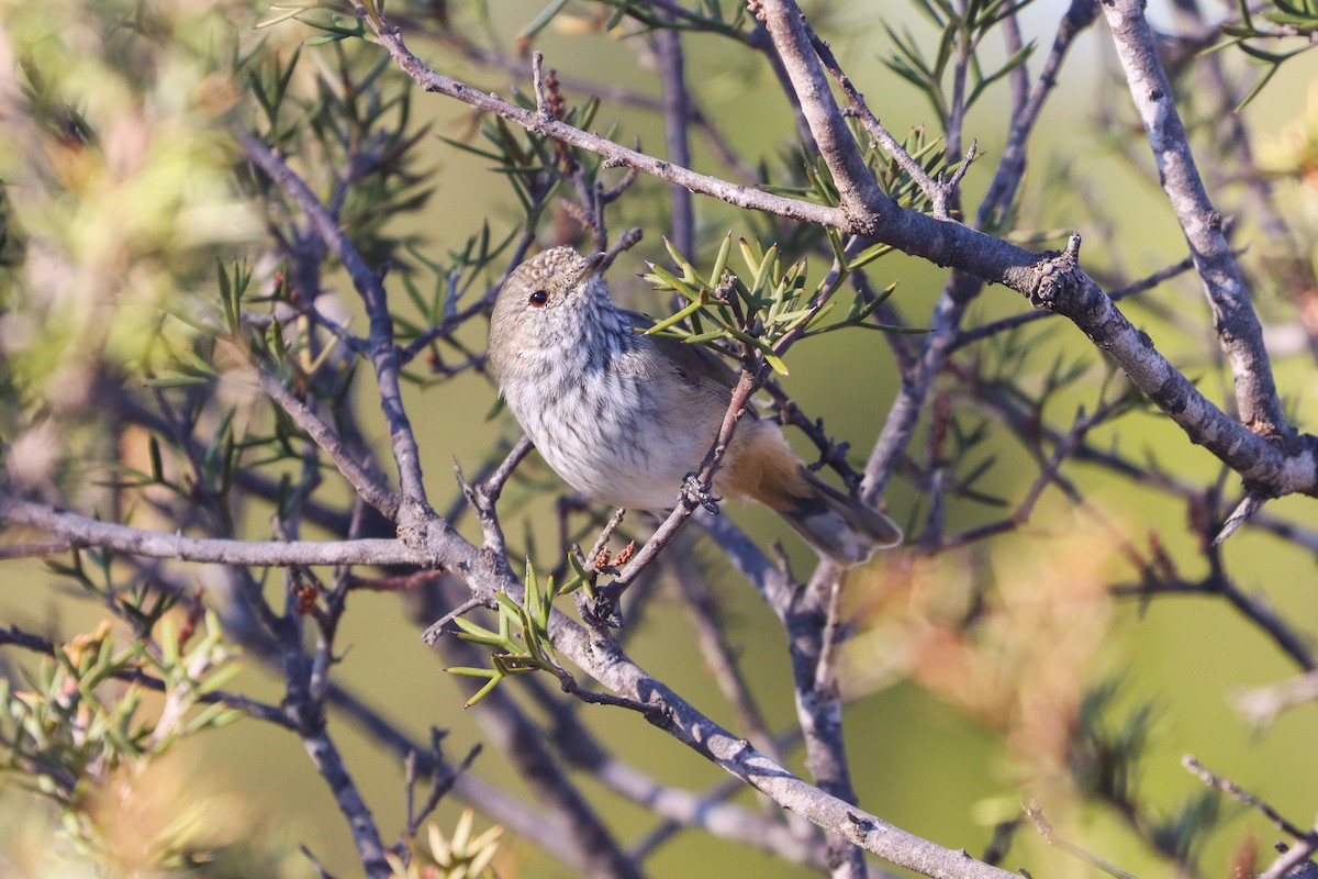 Inland Thornbill - ML616834497