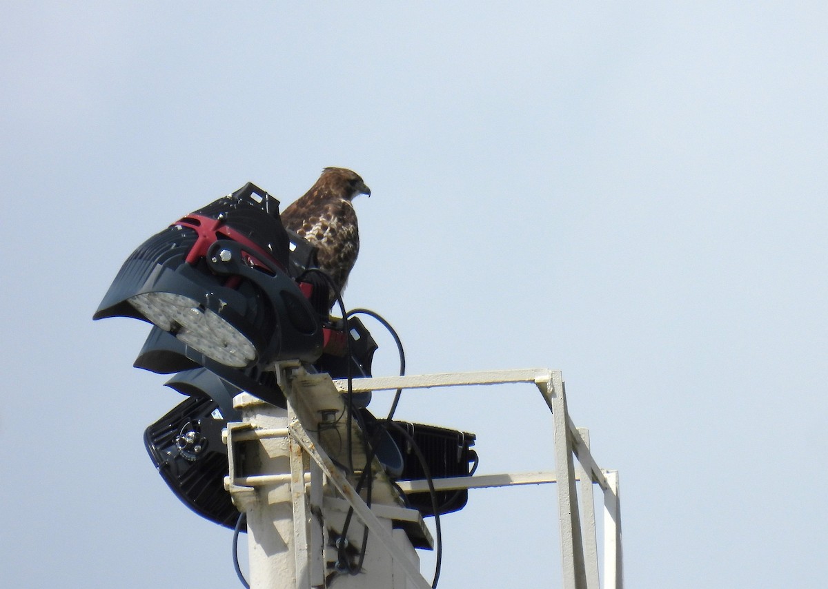 Red-tailed Hawk - ML616834503