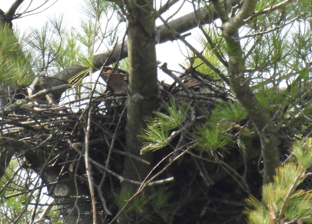 Red-tailed Hawk - ML616834505