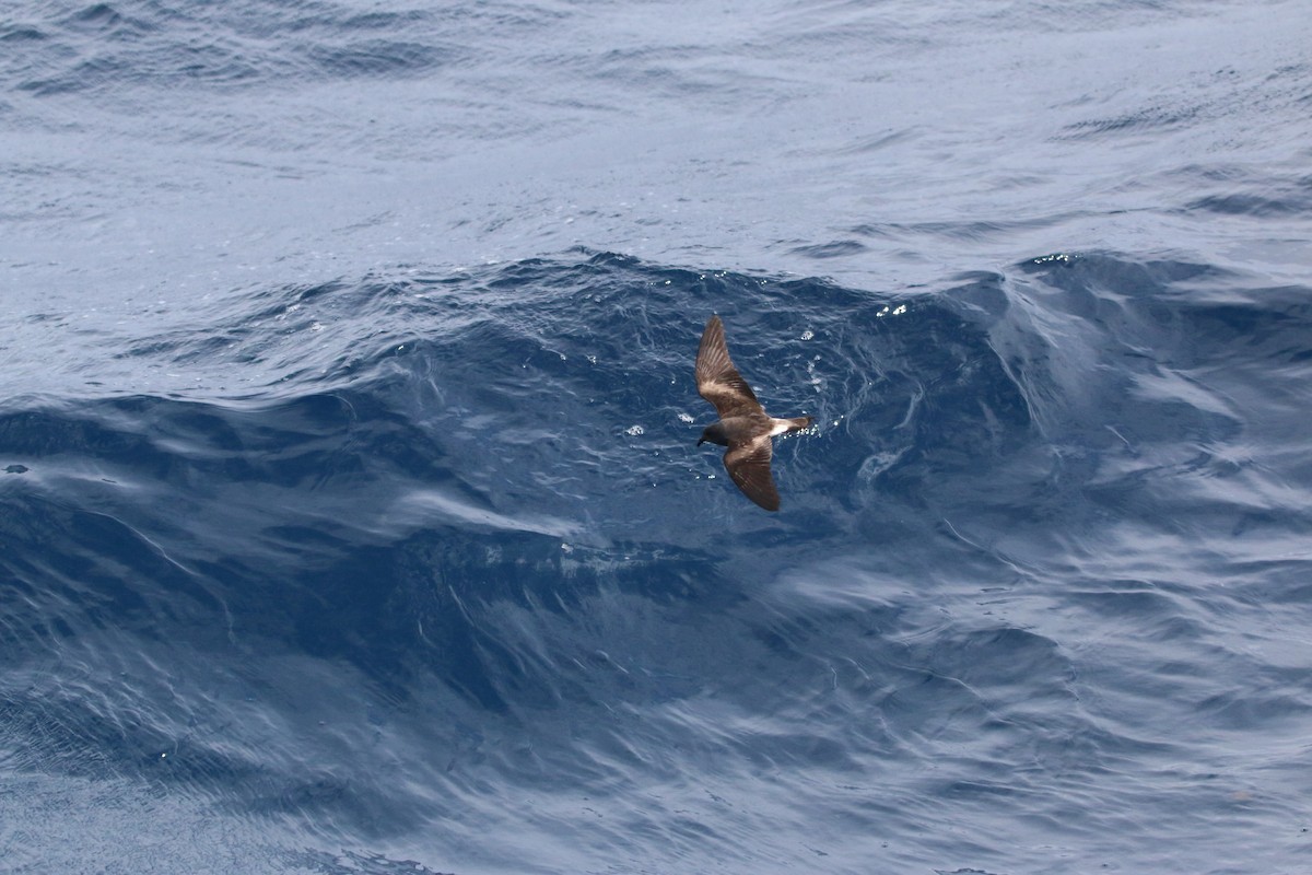 Leach's Storm-Petrel - ML616834534