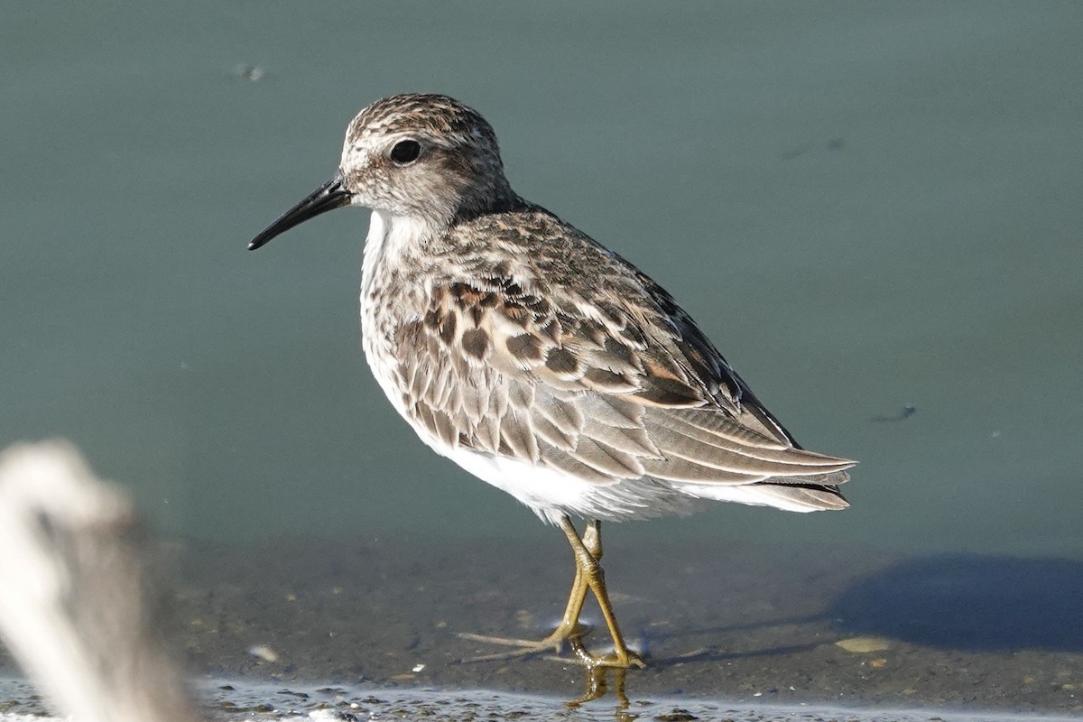 Least Sandpiper - ML616834584