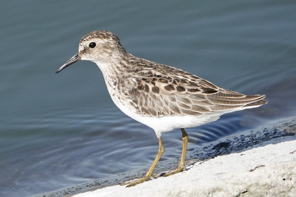 Least Sandpiper - ML616834585