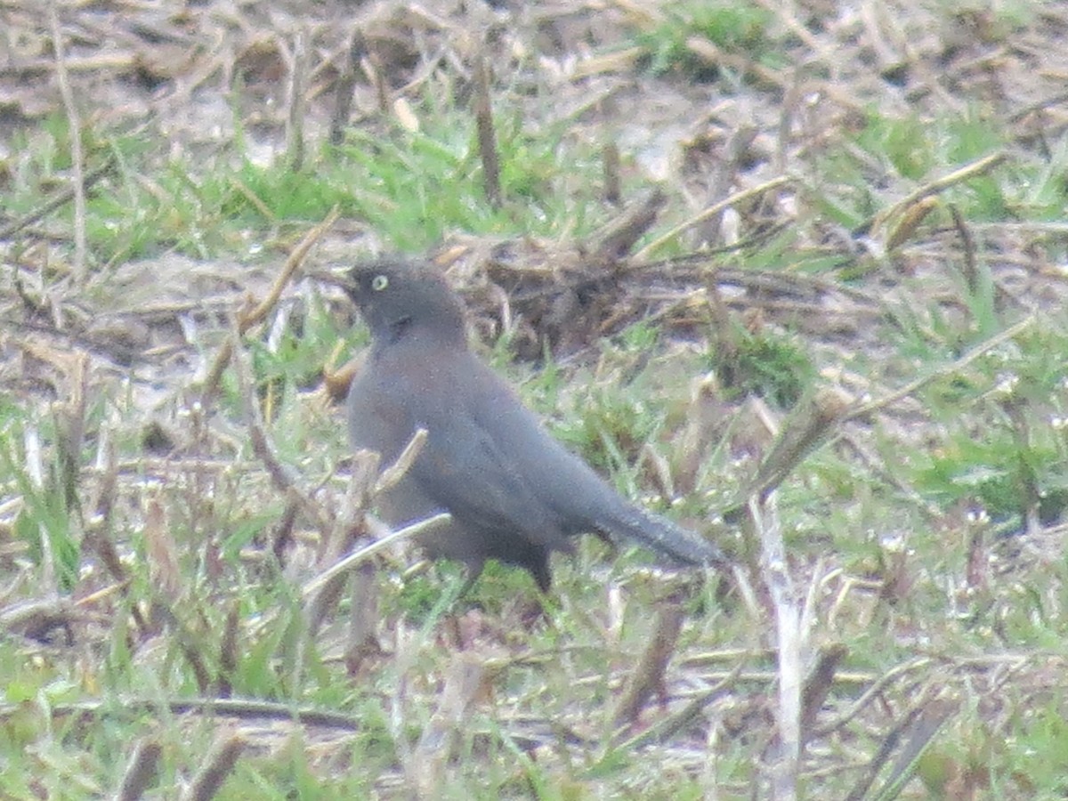 Rusty Blackbird - ML616834598