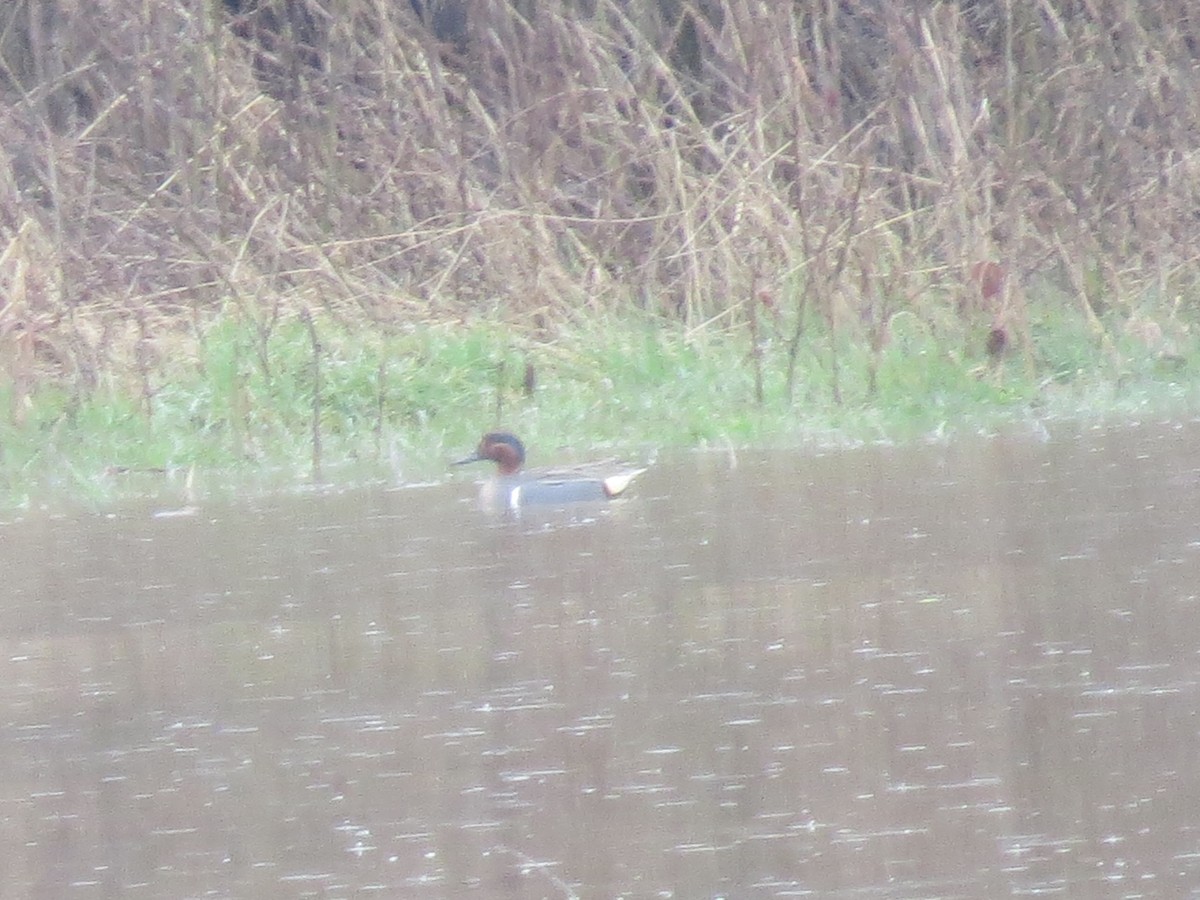 Green-winged Teal - ML616834653
