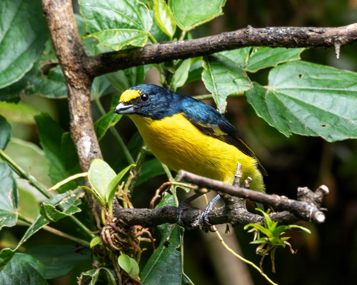 Yellow-throated Euphonia - ML616834662