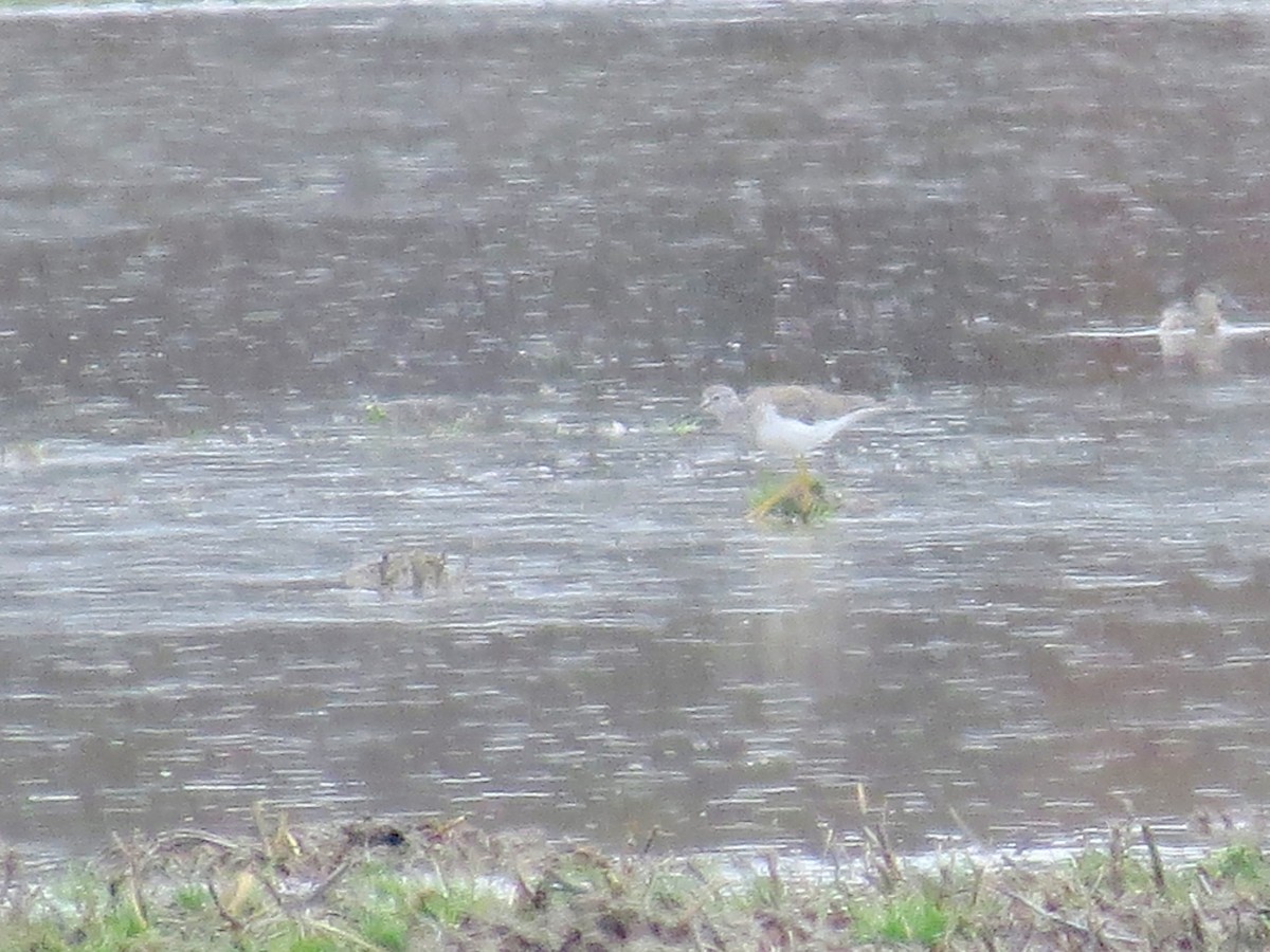 Greater Yellowlegs - ML616834722