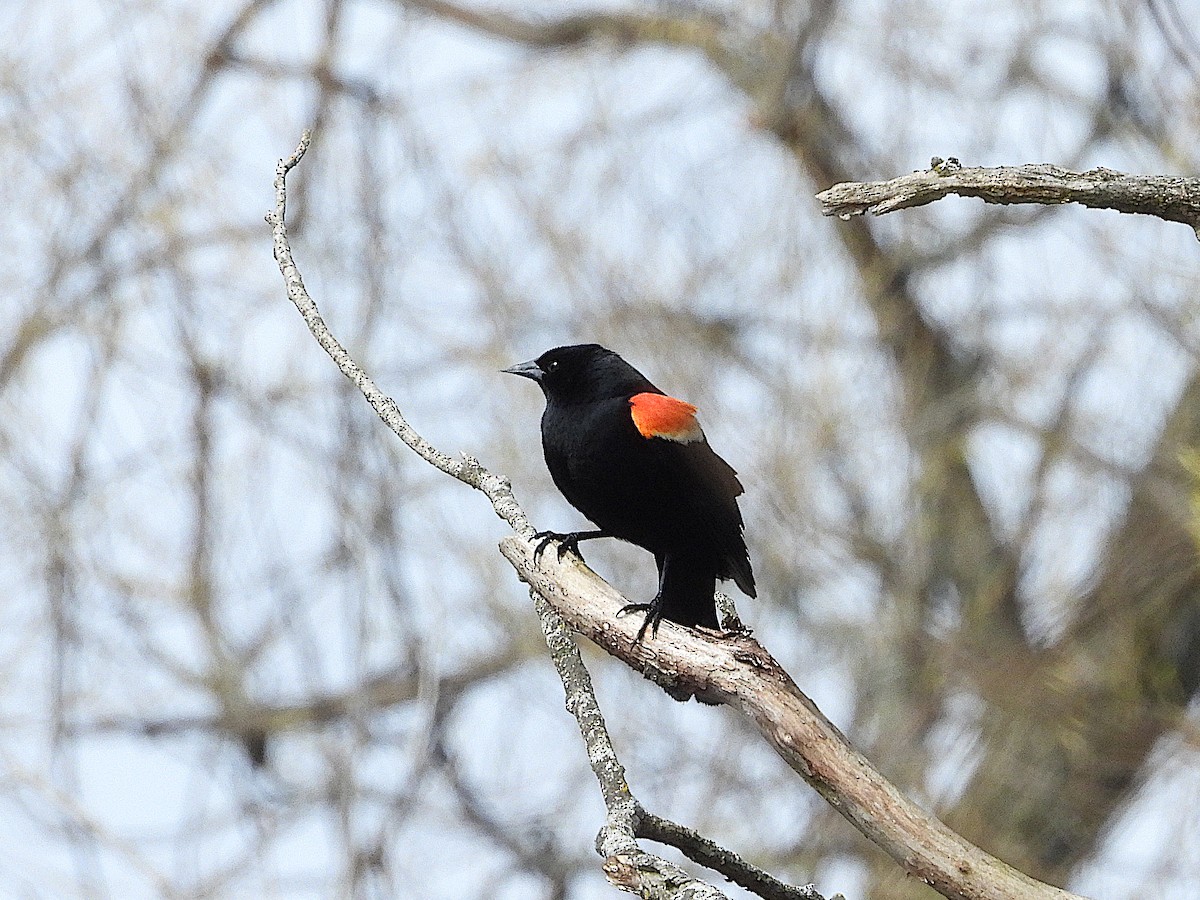 Red-winged Blackbird - Don Henise