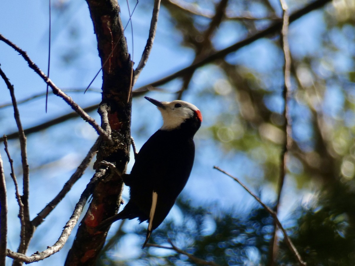 White-headed Woodpecker - Reeve Cowne