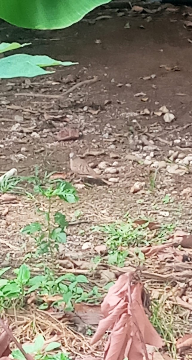 Plain-breasted Ground Dove - ML616834809