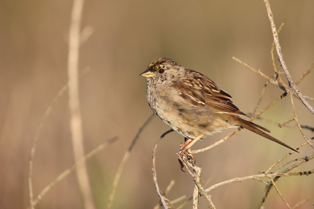 Golden-crowned Sparrow - Patrick Sysiong