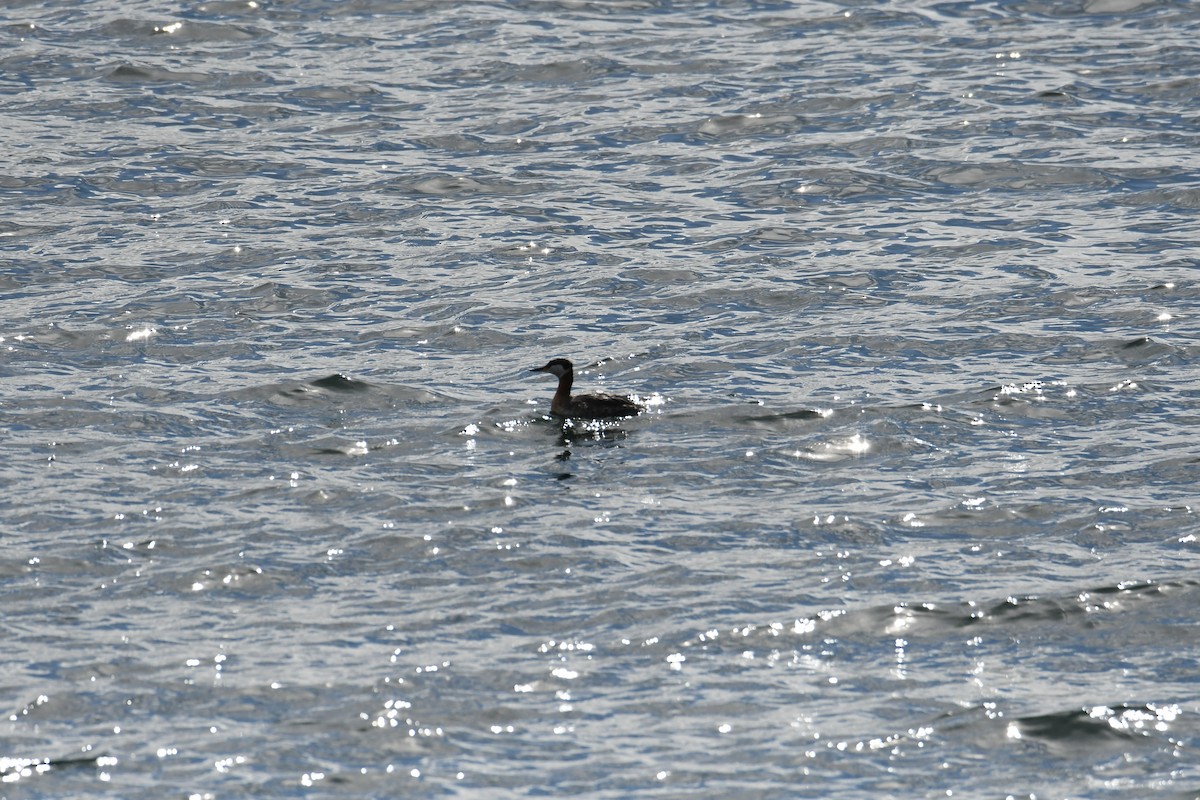 Red-necked Grebe - ML616834856