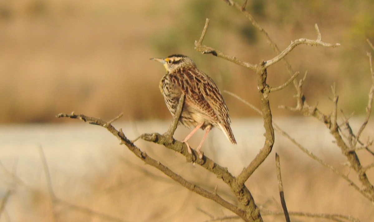 Eastern/Chihuahuan Meadowlark - Anuar López