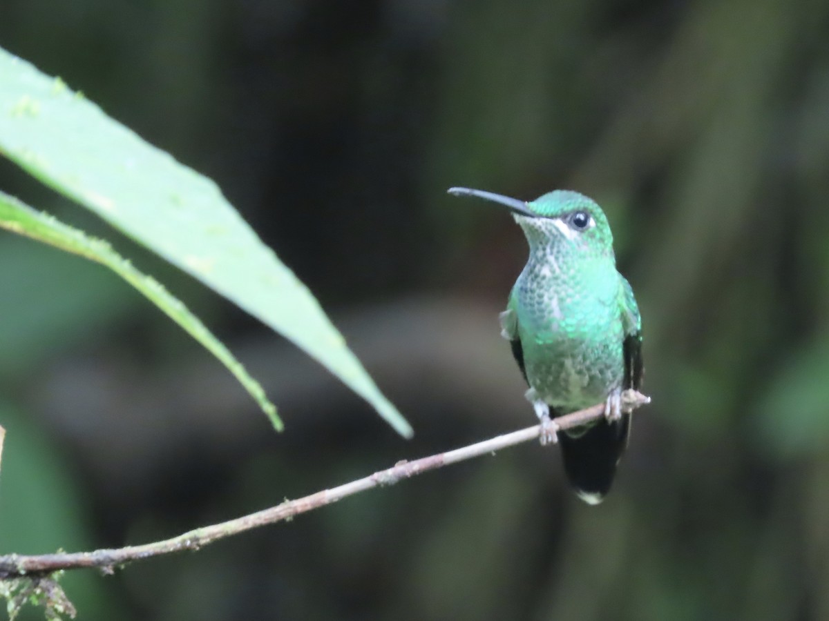 kolibřík andský - ML616834954