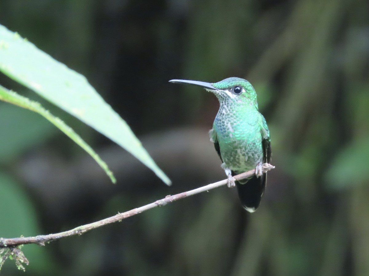 Andean Emerald - ML616834955