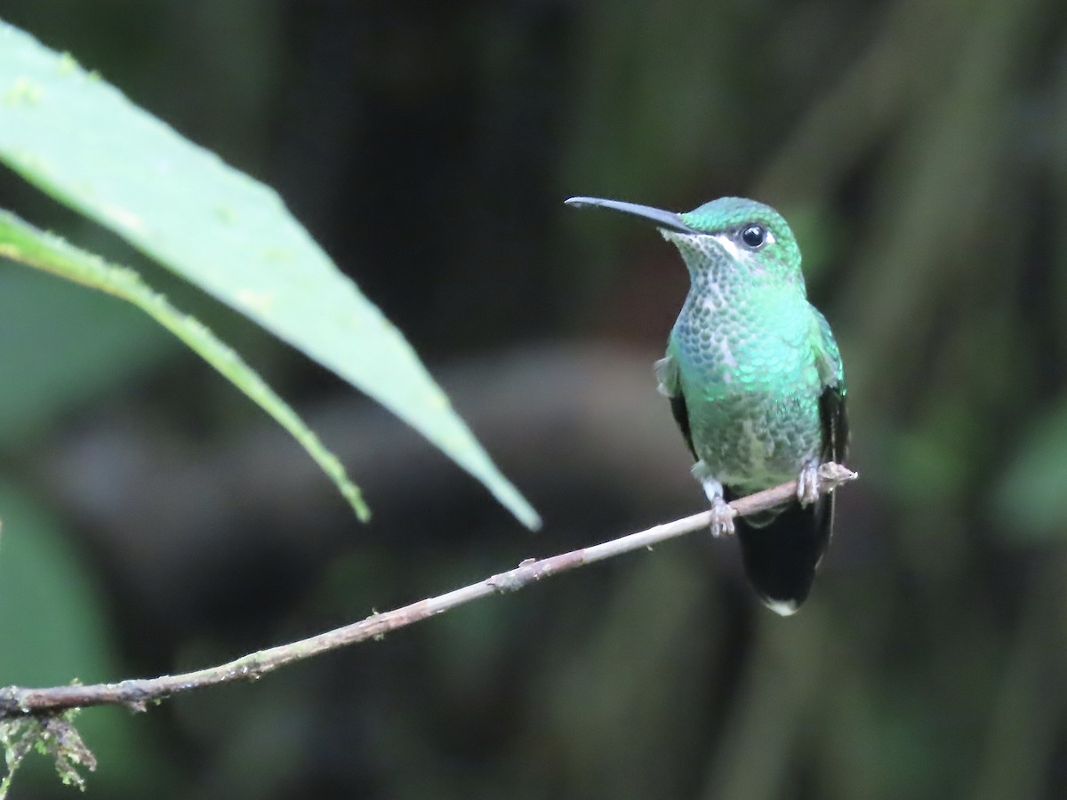 Andean Emerald - ML616834956