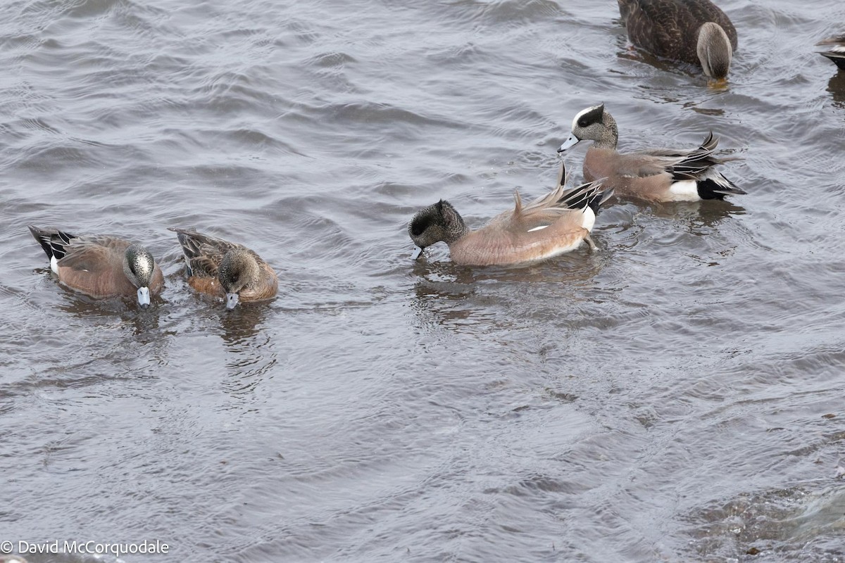 American Wigeon - David McCorquodale